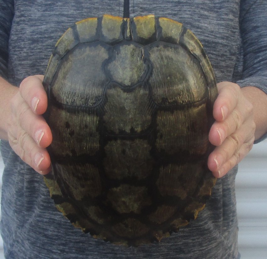 8-1/2 inches long Empty Turtle Shell of a Red Eared Slider Turtle