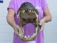 14 inches Taxidermy Alligator Heads <font color=red> Wholesale</font> from a 9 foot gator - 4 @ $38.00 each