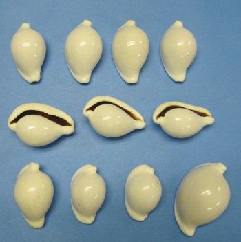 White Egg Cowrie Shells  - 10 @ $1.10 each; 50 @ .96 each