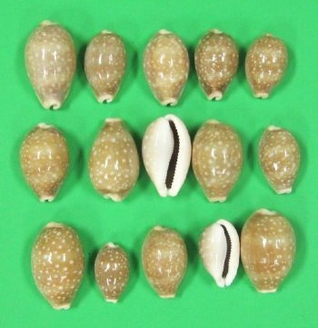 1-1/4 to 2 inches Small Deer Cowries for Sale in Bulk - Bag of 100 @ .10 each; 