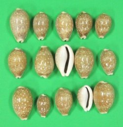 1-1/4 to 2 inches Small Deer Cowries for Sale in Bulk - Bag of 100 @ .10 each; 