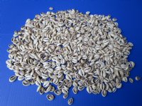 Sliced/Cut Ring Top Cowrie Shells, Under 1 inch - $13.99 a kilo; 4 kilos @ $12.00 a kilo