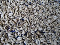 Sliced/Cut Ring Top Cowrie Shells, Under 1 inch - $13.99 a kilo; 4 kilos @ $12.00 a kilo