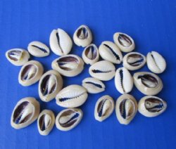 Tiny Cut Ring Top Cowrie Shells <font color=red> Wholesale</font>  Under 1 inch in Bulk Case of 15 kilos (33 pounds) @ $7.50 a kilo;