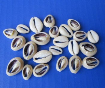 Sliced/Cut Ring Top Cowrie Shells, Under 1 inch - $13.99 a kilo; 4 kilos @ $12.00 a kilo