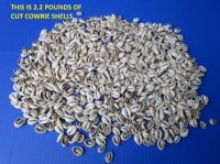 Sliced/Cut Ring Top Cowrie Shells, Under 1 inch - $13.99 a kilo; 4 kilos @ $12.00 a kilo