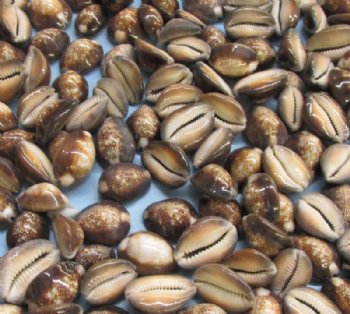 Serpent's Head Cowrie Shells <font color=red> Wholesale</font> 3/4 to 1-1/4 inches long - 3 bags @ 4.4 pounds @ $40.00 a bag