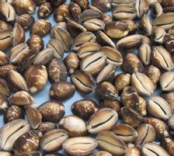 4.4 pounds Serpent's Head Cowrie Shells in Bulk 3/4 to 1-1/4 inches long - $51.20 a bag