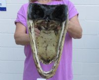 14 inches Taxidermy Alligator Heads <font color=red> Wholesale</font> from a 9 foot gator - 4 @ $38.00 each