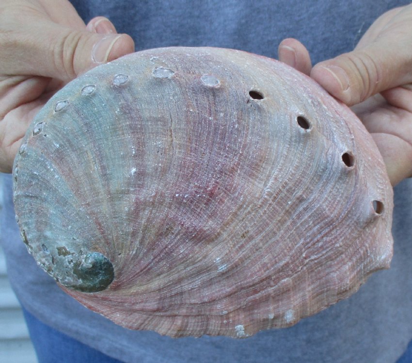 6 inch Large Natural Red Abalone Shell for Sale