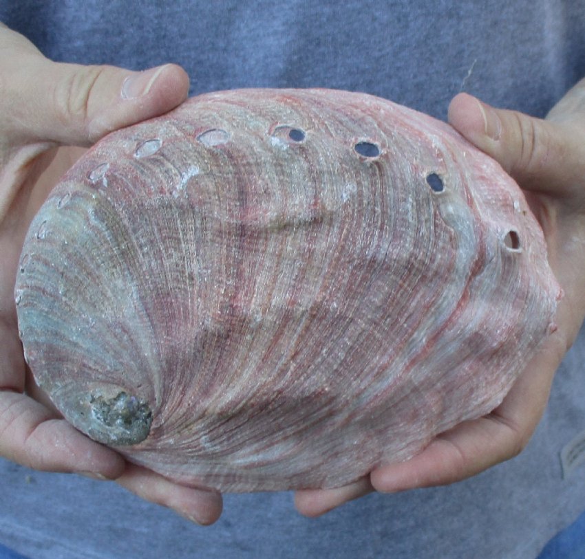 6 inch Large Natural Red Abalone Shell for Sale