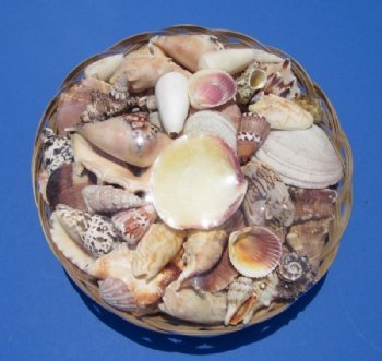 10 inches Round Large Basket of Assorted Seashells for Sale (3 pounds of shells) - 3 @ $4.65 each