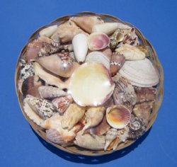 10 inches Round Large Basket of Assorted Seashells for Sale (3 pounds of shells) - 3 @ $4.65 each