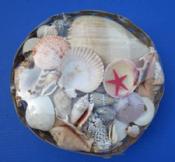 12 inches Extra Large Round Basket of Seashells for Sale (4-1/2 pounds of shells in each basket) - Case of 6 @ $5.05 each; 