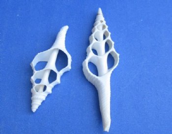 White Center Cut Turris Shells for Crafts, Turridae Shells - 100 @ .26 each