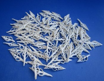 White Center Cut Turris Shells for Crafts, Turridae Shells - 100 @ .26 each