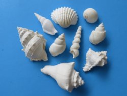 1-1/4 to 3-3/4 inches Assorted Large White Seashells for Crafts <font color=red>  Wholesale </font>   - Case of 10 gallons @ $9.65 a gallon