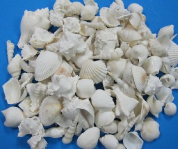 1-1/4 to 3-3/4 inches Assorted Large White Seashells for Crafts <font color=red>  Wholesale </font>   - Case of 10 gallons @ $9.65 a gallon