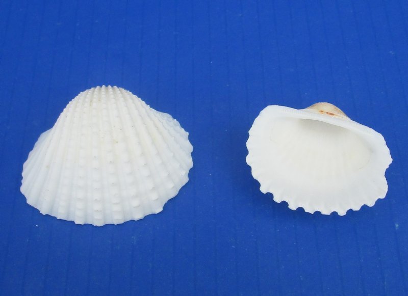 1 34 To 2 14 Inches Large White Ribbed Cockle Shells White Cardium Shells