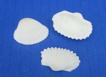 1/2 to 3/4 inches Very Tiny White Ribbed Cockle Shells for Crafts, Anadora Granosa - 1 kilo @ $6.80 a bag; 3 kilos @ $6.00 a kilo