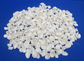 1/2 to 3/4 inches Very Tiny White Ribbed Cockle Shells for Crafts, Anadora Granosa - 1 kilo @ $6.80 a bag; 3 kilos @ $6.00 a kilo