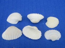 Tiny White Ribbed Ribbed Cockle Shells, Anadora Granosa Under 1 Inch - Case: 25 kilos @ $3.60 a kilo; 2 <font color=red>Wholesale </font> Cases  @ $3.35 a kilo