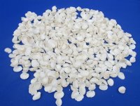 Tiny White Ribbed Ribbed Cockle Shells, Anadora Granosa Under 1 Inch - Case: 25 kilos @ $3.60 a kilo; 2 <font color=red>Wholesale </font> Cases  @ $3.35 a kilo