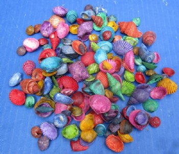 Tiny Dyed Assorted Seashells for Crafts <font color=red> Wholesale</font> 1/2 to 1-1/2 inches - Case: 26 kilos @ $4.95 a kilo