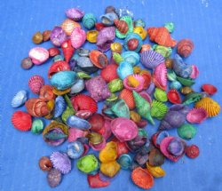 Tiny Dyed Assorted Seashells for Crafts 1/2 to 1-1/2 inches - $8.80 a kilo; 3 kilos @ $7.95 a kilo