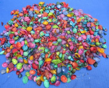 Tiny Dyed Assorted Seashells for Crafts <font color=red> Wholesale</font> 1/2 to 1-1/2 inches - Case: 26 kilos @ $4.95 a kilo