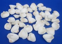 2 to 2-3/4 inches White Ribbed Cockle Shells, Anadora Scapa - $8.25 a kilo; 4  @ 7.20 a bag