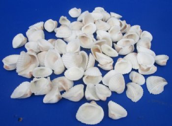 Small White Ribbed Cockle Shells for Crafts 1-1/4 to 1-3/4 inches - 1 Case 24 kilos @ $3.75 a kilo; 2 <font color=red>Wholesale Cases</font> @ $3.60 a kilo