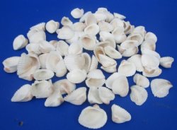 Small White Ribbed Cockle Shells for Crafts 1-1/4 to 1-3/4 inches - 1 Case 24 kilos @ $3.75 a kilo; 2 <font color=red>Wholesale Cases</font> @ $3.60 a kilo