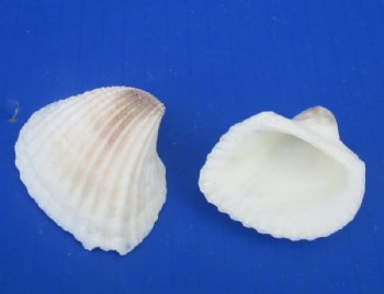 Small White Ribbed Cockle Shells for Crafts 1-1/4 to 1-3/4 inches - 1 Case 24 kilos @ $3.75 a kilo; 2 <font color=red>Wholesale Cases</font> @ $3.60 a kilo