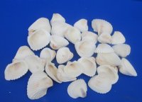  White Ribbed Cockle Shells, Anadora Scapa 2-1/2 to 3 inches, - Case: 20 kilos @ $4.50 a kilo ; 2 <font color=red> Wholesale Cases</font> @ $4.00 kilo