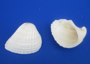  White Ribbed Cockle Shells, Anadora Scapa 2-1/2 to 3 inches, - Case: 20 kilos @ $4.50 a kilo ; 2 <font color=red> Wholesale Cases</font> @ $4.00 kilo