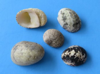 Bulk Tiny Assorted Nerit Snail Shells for Crafts 1/2 inch to 1-1/4 inches - $10.00 a bag of 4.5 pounds; 3 Bags @ $9.00 a bag