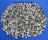 Bulk Tiny Assorted Nerit Snail Shells for Crafts 1/2 inch to 1-1/4 inches - $10.00 a bag of 4.5 pounds; 3 Bags @ $9.00 a bag