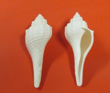 White Fusus Shells <font color=red> Wholesale</font>   2-1/2 to 3-1/2 inches - 400 @ .25 each