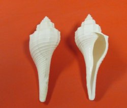 White Fusus Shells for Sale for Crafts in Bulk  2-1/2 to 3-1/2 inches - 25 @ .48 each