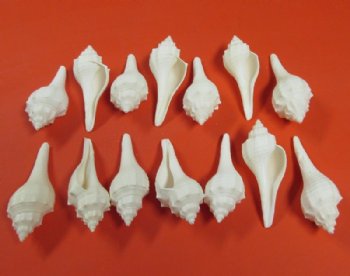 White Fusus Shells <font color=red> Wholesale</font>   2-1/2 to 3-1/2 inches - 400 @ .25 each