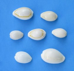 1/2 to 1 inch White Ring Top Cowrie Shells, Gold Ring Cowries <font color=red> Wholesale</font> - Case of 21 kilos (48 lbs.) Priced: $7.65 a kilo 