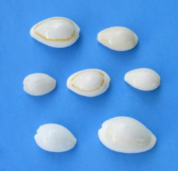 Tiny White Ring Top Cowrie Shells in Bulk, Under 1 inch - $13.60 a bag of 2.2 pounds;  3 bags  @ $12.25 a bag