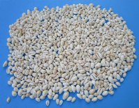 1/2 to 1 inch White Ring Top Cowrie Shells, Gold Ring Cowries <font color=red> Wholesale</font> - Case of 21 kilos (48 lbs.) Priced: $7.65 a kilo 