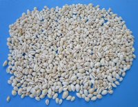 Tiny White Ring Top Cowrie Shells in Bulk, Under 1 inch - $13.60 a bag of 2.2 pounds;  3 bags  @ $12.25 a bag