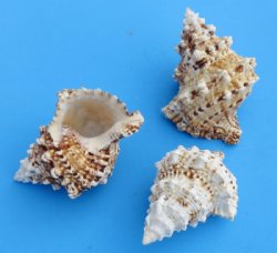 3 to 4-3/4 inches Small Frog Shells, Bursa bubo, - 12 @ $3.85 each