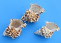 3 to 4-3/4 inches Small Frog Shells, Bursa bubo, - 12 @ $3.85 each