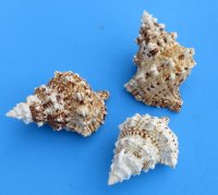 3 to 4-3/4 inches Small Frog Shells, Bursa bubo, - 12 @ $3.85 each