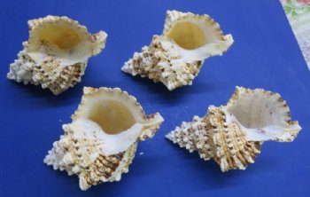 Giant Frog Shells, Bursa Bubo <font color=red> Wholesale</font> 6 to 8 inches - Case: 24 @ $4.50 each