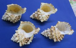 Giant Frog Shell, Bursa Bubo 6 to 8 inches - 12 @ $7.20 each